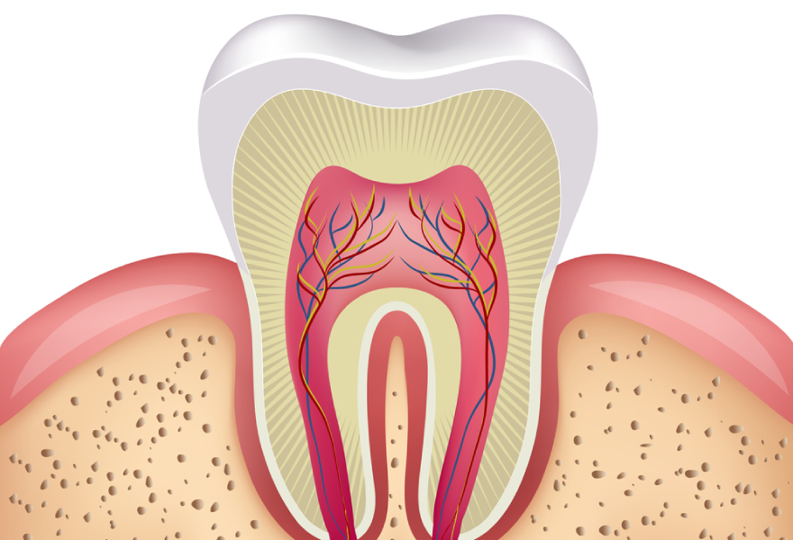 ¿Qué hay adentro de los dientes? Funciones, cuidados e importancia de la Pulpa Dental